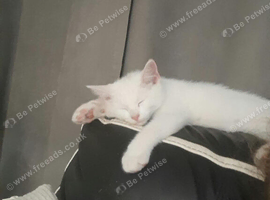 4 month old male kitten