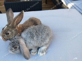 5 baby mini lop rabbits for sale
