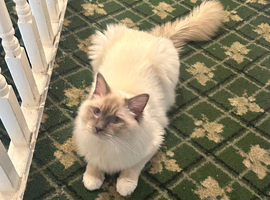 RAGDOLL MALE