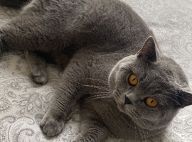British shorthair