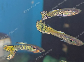 Yellow Cobra Juvenile Guppys