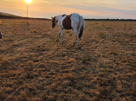 Beautiful gelding