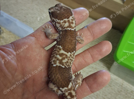 Adult male fat tail for sale