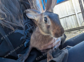 8 week old doe Belgian hare
