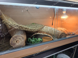 Rankin dragon for sale.