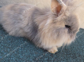 For sale lion head/ mini lop mix baby