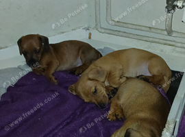 Puppies
