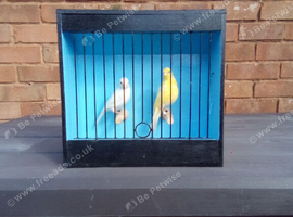 irish fancy canaries