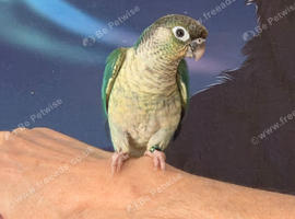 Hand reared tame turquoise yellow sided gcc
