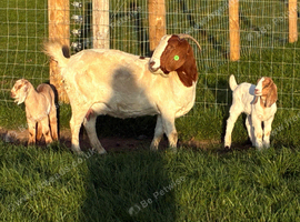 Nanny goat with twins