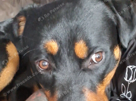 Shepweiler
