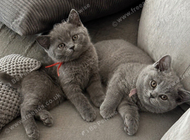 Champion line BSH KITTENS