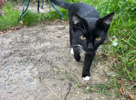 Older Kitten for sale (vaccinated)