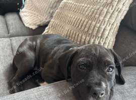 Staff x Cane Corso