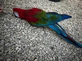 7 year old GW macaw