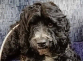 Beatiful cockapoo