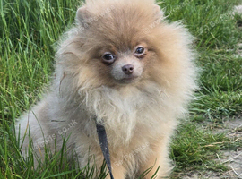 Lilac & tan points older puppy
