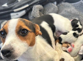Jackrussell puppies