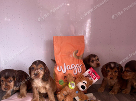 Beautiful show Cocker puppies available