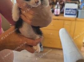 kittens for sale ready on 24th august