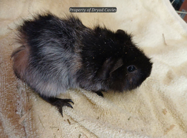Female and male guinea pigs