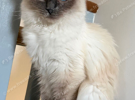GCCF Ragdoll girl