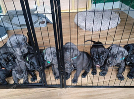 10 Cane corso puppies