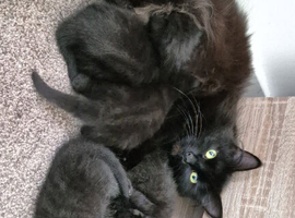 Long haired Kittens looking for forever homes