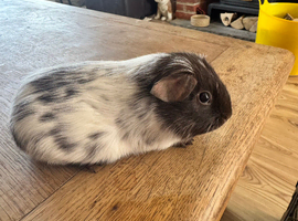 Guinea pigs baby boys