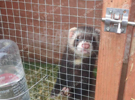 Female ferret