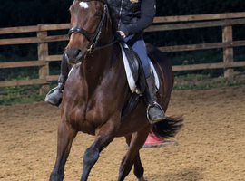 15.3hh chunky tb gelding