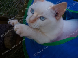 Stunning Ragdoll cross kittens