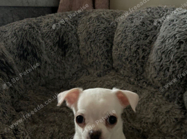 3 short haired chihuahuas for sale