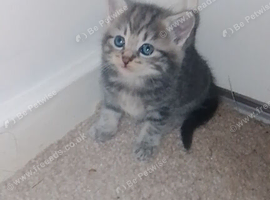 Female kitten