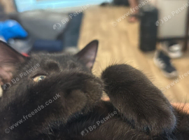 Kitten