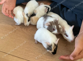 Baby guinea pigs for sale, boys and girls