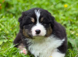 Australian Shepherd Puppies