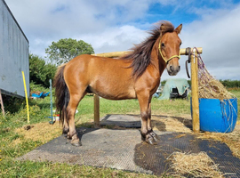 Sweet Dartmoor Hill Pony Gelding