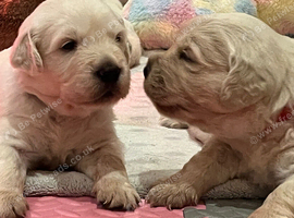 English cream golden retriever puppies