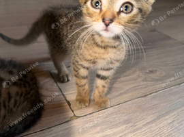 10 week old kitten