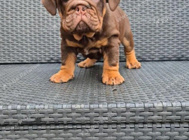 Bulldog Puppies