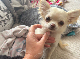 Teacup chihuahua