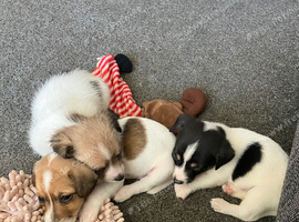 Jack Russel puppies