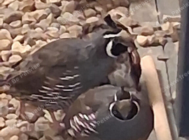 Californian Quail