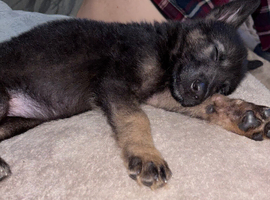 German shepard puppy for sale