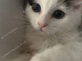 2 loving kittens for sale !!