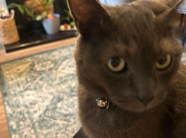 Grey British shorthair