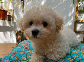 Beautiful Cavapoochon 1 boy and 1 girl