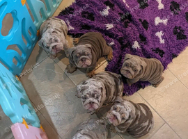 Quality English bulldog puppies