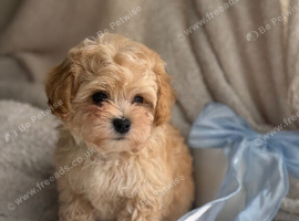 Korean Maltipoo puppies available